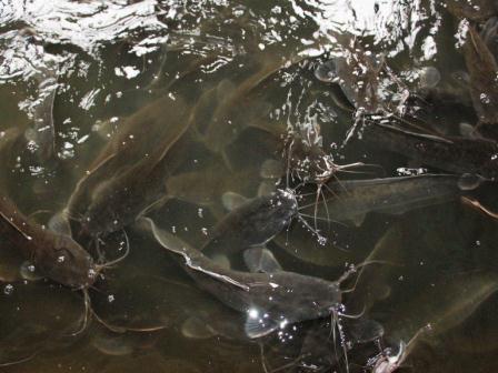 Глава района посетил ферму по разведению клариевоусовидного угря