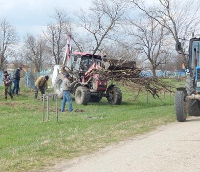 В Тбилисской высадили аллею молодых деревьев
