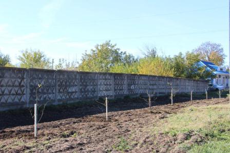 В Тбилисской высадили аллею лип