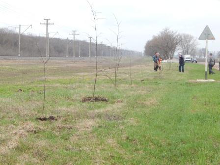 В станице Тбилисской высадили аллею берез и лип