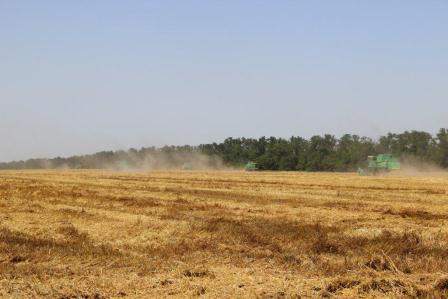 Уборка ячменя в Тбилисском районе идет полным ходом