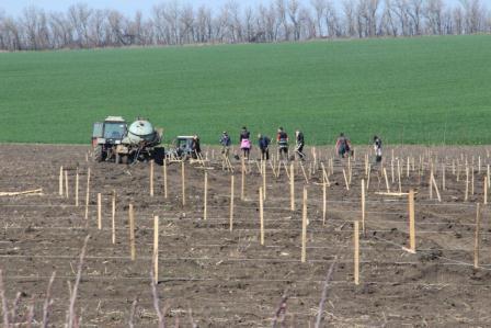 В Тбилисском районе заложили фруктовый сад