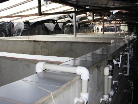 Глава района посетил ферму по разведению клариевоусовидного угря