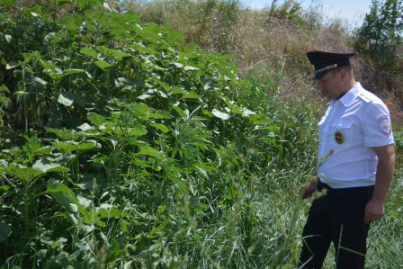 В Ванновском поселении осуществляет свою работу комиссия по мониторингу произрастания наркосодержащей растительности