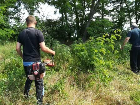 Работа комиссии по выявлению и уничтожению очагов дикорастущей конопли