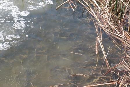 В Тбилисском районе зарыбляют водоемы