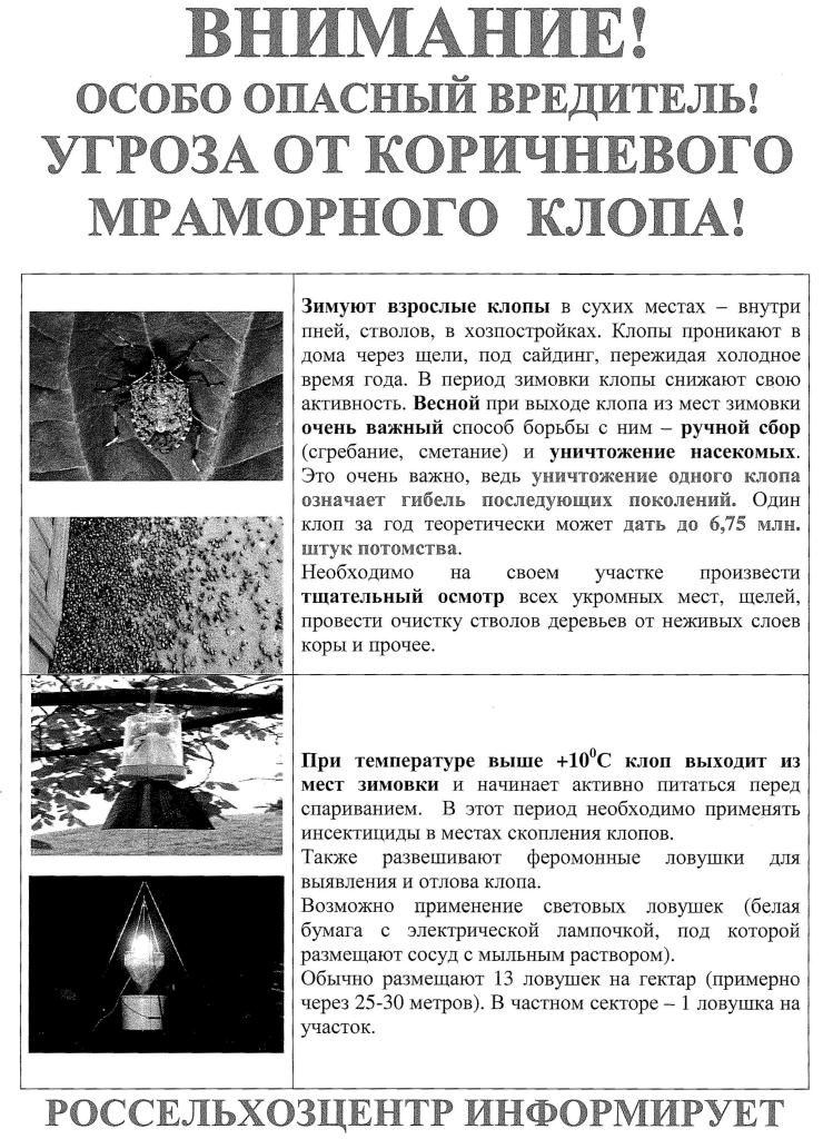 УГРОЗА ОТ КОРИЧНЕВОГО МРАМОРНОГО КЛОПА!