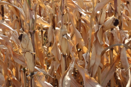 В Тбилисском районе начали убирать кукурузу