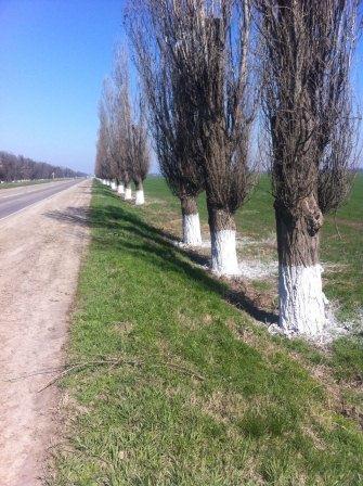 В Тбилисской продолжают белить деревья