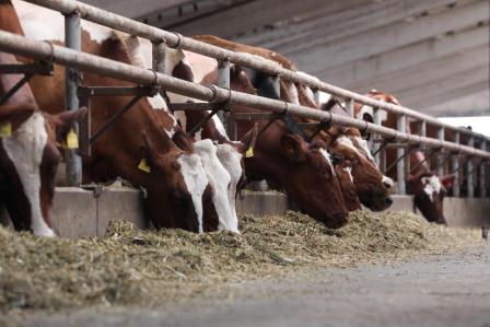 Ферма №2 ЗАО им. Т.Г. Шевченко