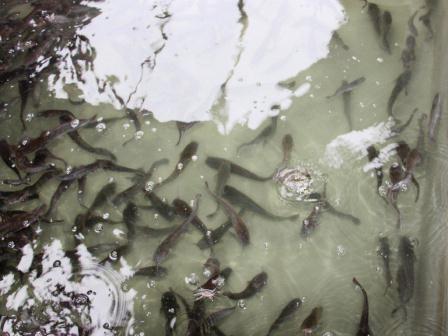 Глава района посетил ферму по разведению клариевоусовидного угря