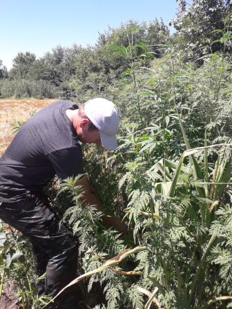  В Ловлинском сельском поселении продолжает свою работу комиссия по мониторингу наркосодержащей растительности. 