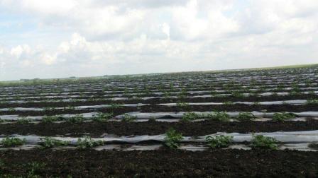 В Тбилисском районе продолжаются рейды по неформальной занятости