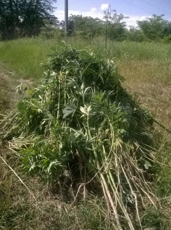 уничтожение конопли