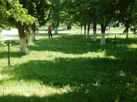 В Тбилисской по улице Красной высадили цветы