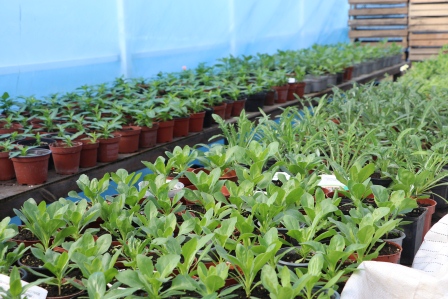 Личное подсобное хозяйство