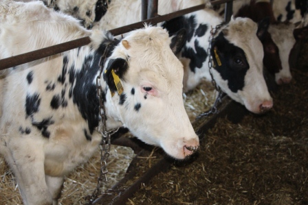 Евгений Ильин посетил ферму Тимофея Головинова 