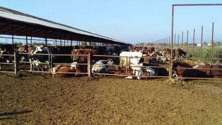 В Тбилисском районе увеличено производство молока