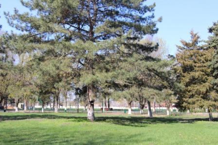 Парк им. Симикина готовят к реконструкции 