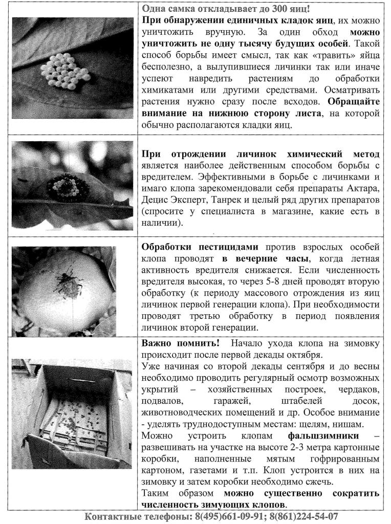 УГРОЗА ОТ КОРИЧНЕВОГО МРАМОРНОГО КЛОПА!