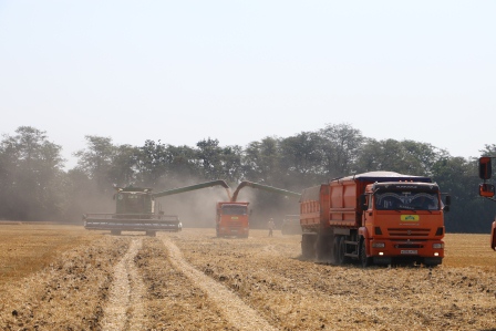 В Тбилисском районе завершается уборка пшеницы