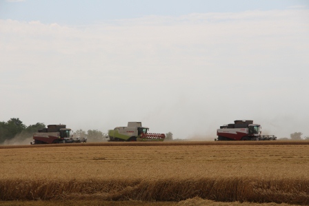 В Тбилисском районе начали убирать пшеницу