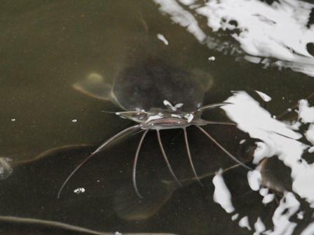 Глава района посетил ферму по разведению клариевоусовидного угря