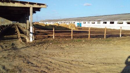 В Тбилисском районе увеличено производство молока