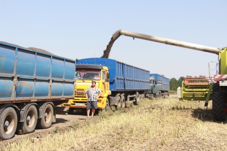 Рапс убирают в Тбилисском районе