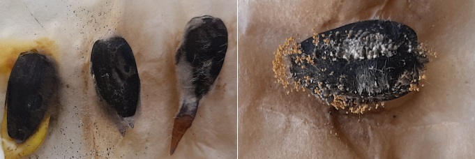 Аграриям Кубани рекомендовано проведение фитоэкспертизы