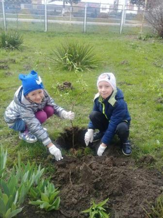 В Тбилисском районе дошкольники высадили ивовую аллею