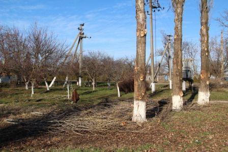 Работы по кронированию деревьев