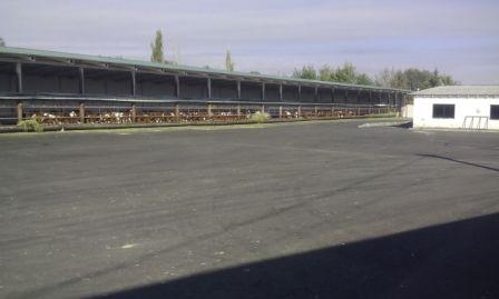 ЗАО им. Т.Г. Шевченко благоустраивает молочный комплекс 