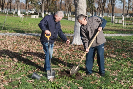 Более 160 саженцев деревьев высадили в Тбилисском районе