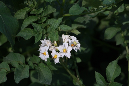 В Тбилисском районе продолжается смотр культуры земледелия