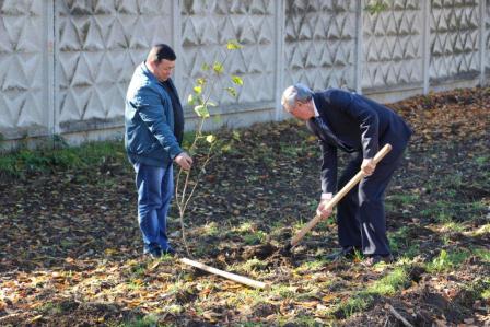 В Тбилисской высадили аллею лип