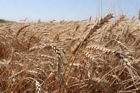 На полях Тбилисского района продолжается уборка зерновых колосовых и зернобобовых культур