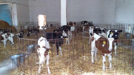 В Тбилисском районе увеличено производство молока