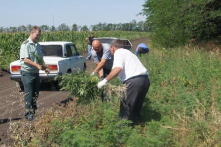 Уничтожение дикорастущей конопли