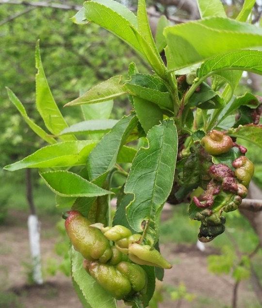 Монилиоз косточковых культур и курчавость листьев персика
