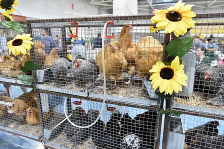 Тбилисский район принимает участие в агропромышленной выставке «Кубанская ярмарка-2019»