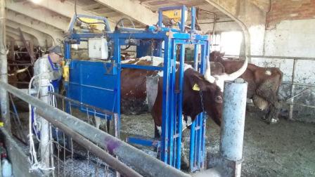 В Тбилисском районе увеличено производство молока