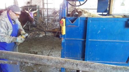 В Тбилисском районе увеличено производство молока