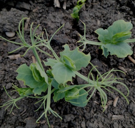 Долгоносики на всходах гороха