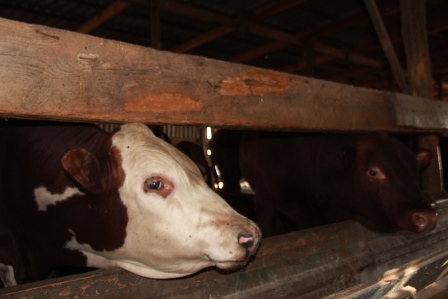 Ферма в хуторе Песчаный