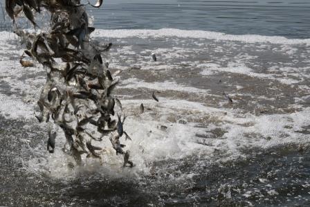 В Тбилисском районе зарыбляют водоемы