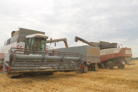 В Тбилисском районе начали убирать пшеницу