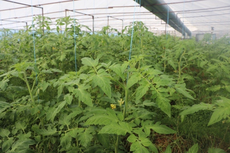 Личное подсобное хозяйство