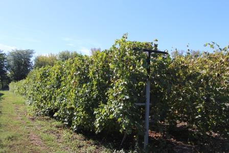 Евгений Ильин посетил представителей малых форм хозяйствования