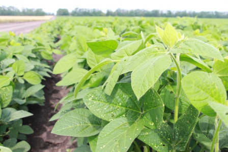 Глава района продолжает объезд полей